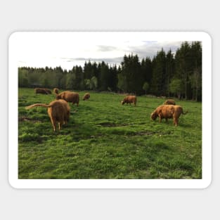Scottish Highland Cattle Cows 2398 Sticker